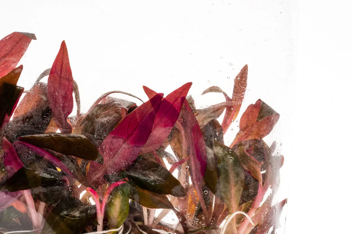 Alternanthera Rosaefolia